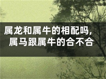 属龙和属牛的相配吗,属马跟属牛的合不合
