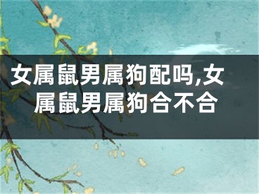 女属鼠男属狗配吗,女属鼠男属狗合不合