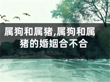 属狗和属猪,属狗和属猪的婚姻合不合