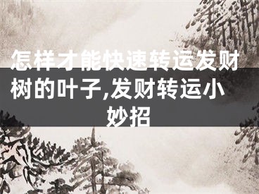怎样才能快速转运发财树的叶子,发财转运小妙招