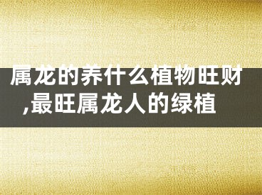 属龙的养什么植物旺财,最旺属龙人的绿植