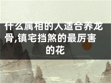 什么属相的人适合养龙骨,镇宅挡煞的最厉害的花