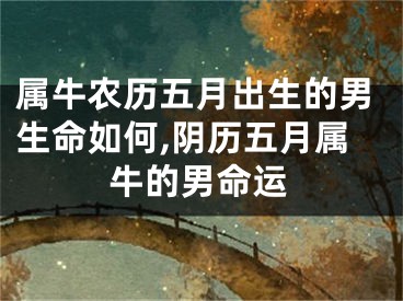 属牛农历五月出生的男生命如何,阴历五月属牛的男命运