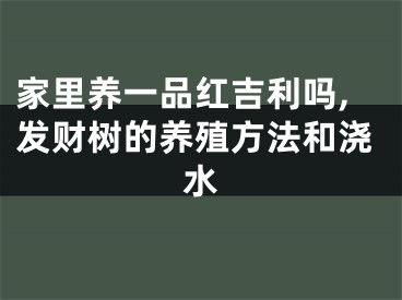 家里养一品红吉利吗,发财树的养殖方法和浇水
