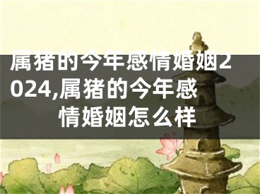 属猪的今年感情婚姻2024,属猪的今年感情婚姻怎么样