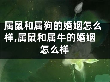属鼠和属狗的婚姻怎么样,属鼠和属牛的婚姻怎么样