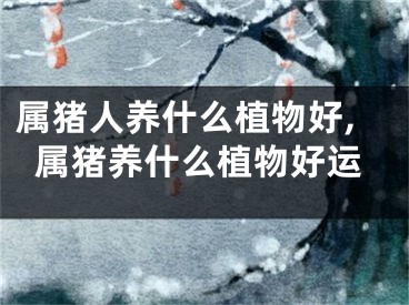属猪人养什么植物好,属猪养什么植物好运