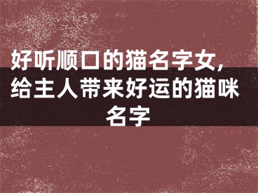 好听顺口的猫名字女,给主人带来好运的猫咪名字