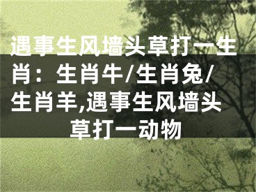 遇事生风墙头草打一生肖：生肖牛/生肖兔/生肖羊,遇事生风墙头草打一动物