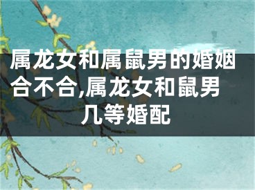 属龙女和属鼠男的婚姻合不合,属龙女和鼠男几等婚配