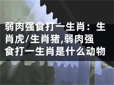 弱肉强食打一生肖：生肖虎/生肖猪,弱肉强食打一生肖是什么动物