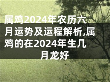 属鸡2024年农历六月运势及运程解析,属鸡的在2024年生几月龙好