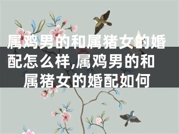 属鸡男的和属猪女的婚配怎么样,属鸡男的和属猪女的婚配如何