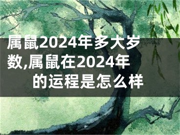 属鼠2024年多大岁数,属鼠在2024年的运程是怎么样