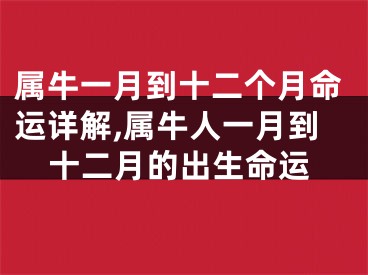 属牛一月到十二个月命运详解,属牛人一月到十二月的出生命运