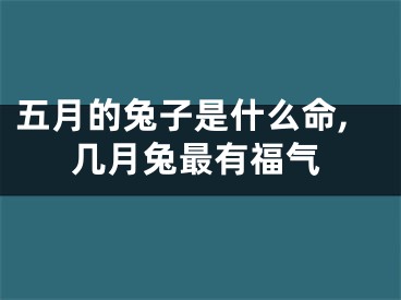 五月的兔子是什么命,几月兔最有福气