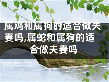 属鸡和属狗的适合做夫妻吗,属蛇和属狗的适合做夫妻吗