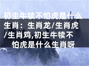 初生牛犊不怕虎是什么生肖：生肖龙/生肖虎/生肖鸡,初生牛犊不怕虎是什么生肖呀
