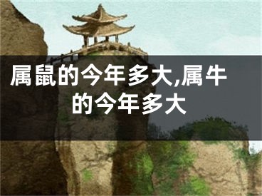 属鼠的今年多大,属牛的今年多大