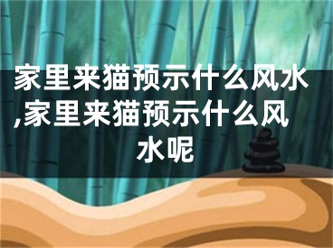 家里来猫预示什么风水,家里来猫预示什么风水呢