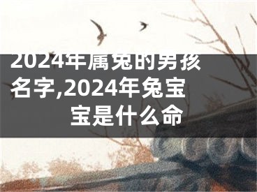 2024年属兔的男孩名字,2024年兔宝宝是什么命