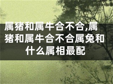 属猪和属牛合不合,属猪和属牛合不合属兔和什么属相最配