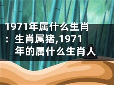 1971年属什么生肖：生肖属猪,1971年的属什么生肖人