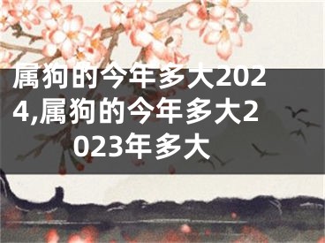 属狗的今年多大2024,属狗的今年多大2023年多大