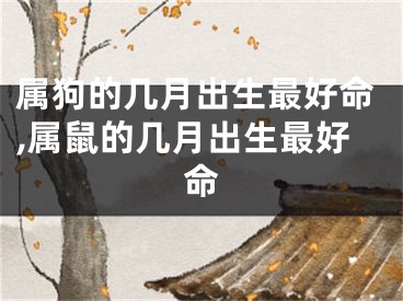 属狗的几月出生最好命,属鼠的几月出生最好命