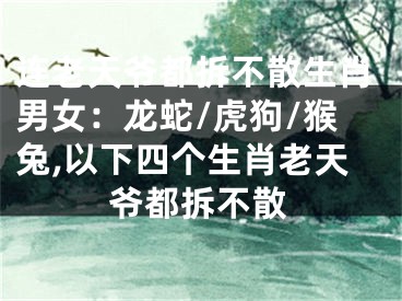 连老天爷都拆不散生肖男女：龙蛇/虎狗/猴兔,以下四个生肖老天爷都拆不散