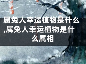 属兔人幸运植物是什么,属兔人幸运植物是什么属相