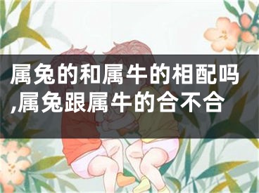 属兔的和属牛的相配吗,属兔跟属牛的合不合