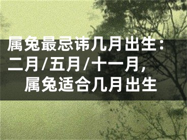 属兔最忌讳几月出生：二月/五月/十一月,属兔适合几月出生