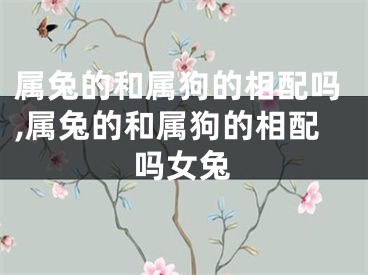 属兔的和属狗的相配吗,属兔的和属狗的相配吗女兔