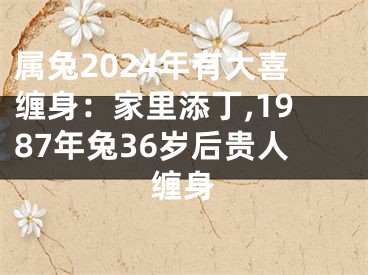属兔2024年有大喜缠身：家里添丁,1987年兔36岁后贵人缠身