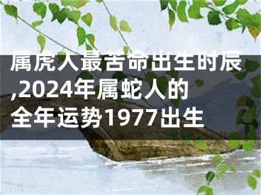 属虎人最苦命出生时辰,2024年属蛇人的全年运势1977出生