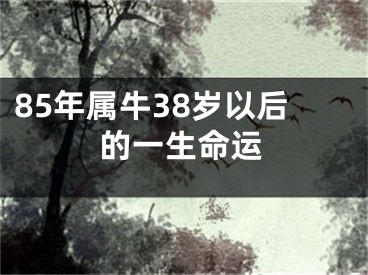 85年属牛38岁以后的一生命运