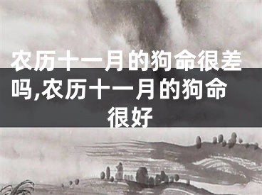 农历十一月的狗命很差吗,农历十一月的狗命很好
