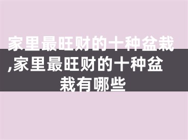 家里最旺财的十种盆栽,家里最旺财的十种盆栽有哪些