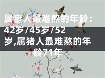 属猪人最难熬的年龄：42岁/45岁/52岁,属猪人最难熬的年龄71年