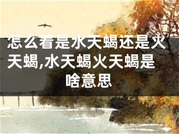 怎么看是水天蝎还是火天蝎,水天蝎火天蝎是啥意思