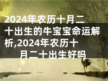2024年农历十月二十出生的牛宝宝命运解析,2024年农历十月二十出生好吗
