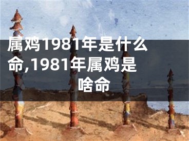 属鸡1981年是什么命,1981年属鸡是啥命