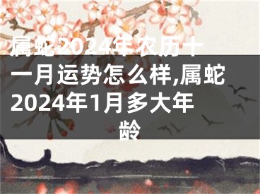 属蛇2024年农历十一月运势怎么样,属蛇2024年1月多大年龄