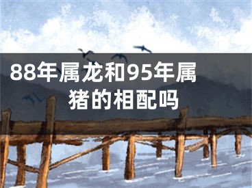 88年属龙和95年属猪的相配吗