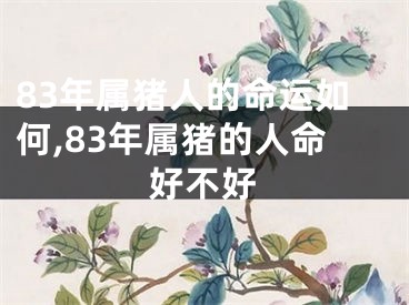 83年属猪人的命运如何,83年属猪的人命好不好