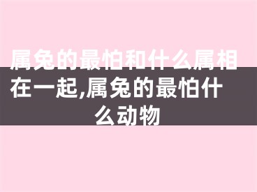 属兔的最怕和什么属相在一起,属兔的最怕什么动物
