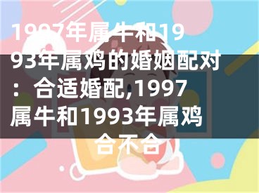 1997年属牛和1993年属鸡的婚姻配对：合适婚配,1997属牛和1993年属鸡合不合