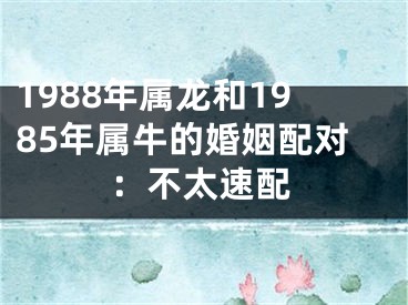 1988年属龙和1985年属牛的婚姻配对：不太速配