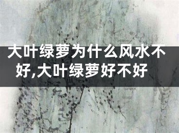 大叶绿萝为什么风水不好,大叶绿萝好不好